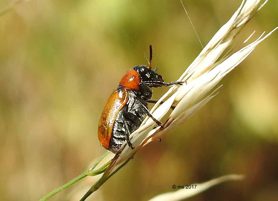 Coptocephala raffrayi, maschio (Chrysomelidae)